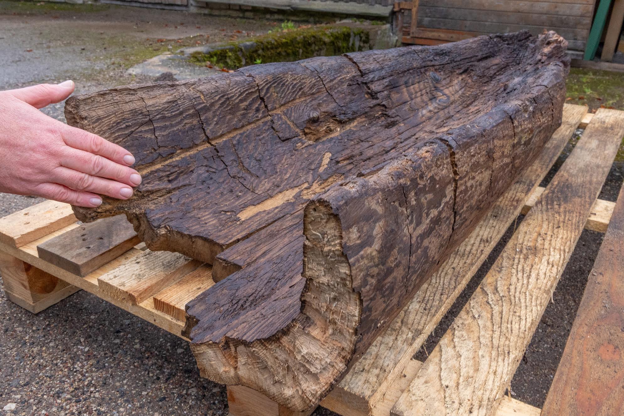 2000 aastat vana ühepuupaadi katkend toodi teisipäeval hetkeks huviliste silme alla. Loodetavasti saavad mõne aja möödudes kõik soovijad eksponeerimiskõlblikuks töödeldud leidu näha muuseumis. Fotod: AIGAR NAGEL